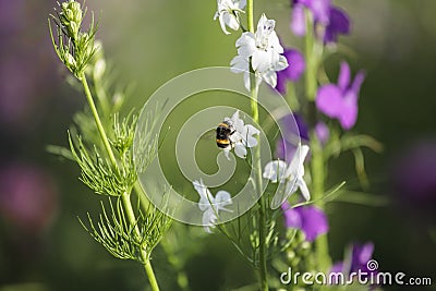 Bee on a flower Stock Photo