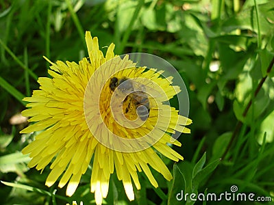 Bee on the flower & x28;dendalion& x29; Stock Photo
