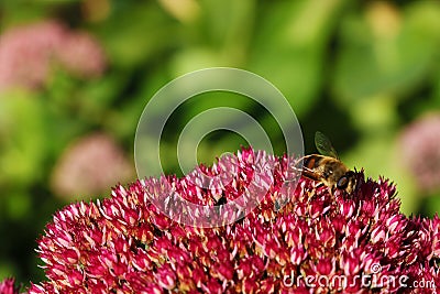 Bee with flowers. The bee has benefited from the flower is the sweet water, the flower has bee pollinating Stock Photo