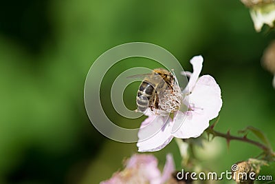 Bee on flowers of blackberries Stock Photo