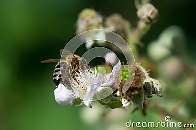 Bee on flowers of blackberries Stock Photo