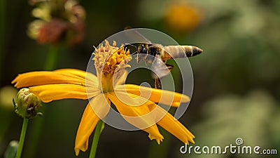 Bee with flowers. Stock Photo