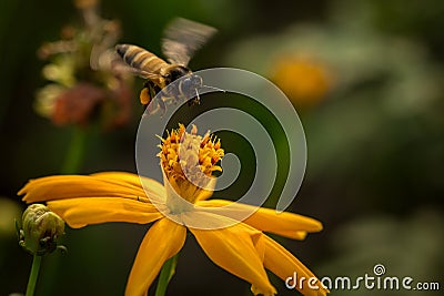 Bee with flowers. Stock Photo