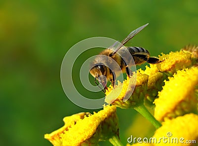 Bee and flowers Stock Photo