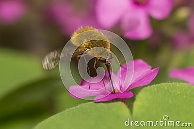 Bee Fly Stock Photo