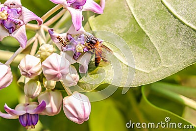 Bee is flying on a flower to collect its food Stock Photo