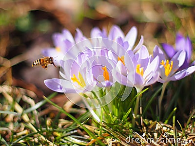 Bee flying by at crocuses flowering in early spring, macro image Stock Photo