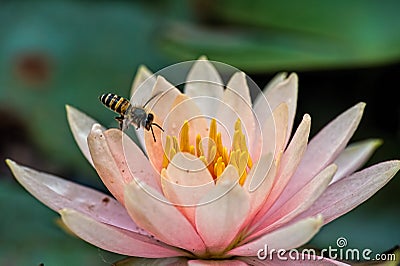 Bee Flying into Lotus Stock Photo