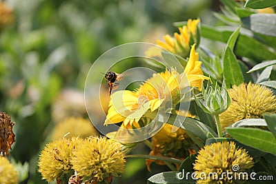 Bee flying Stock Photo