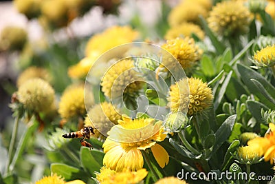 Bee flying Stock Photo