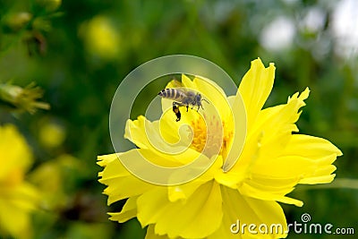 Bee flying on yellow flowers Stock Photo