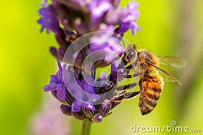 Bee foraging lavender on green background Stock Photo