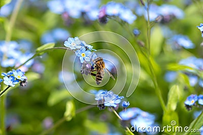 Bee on Forget-me-not Stock Photo