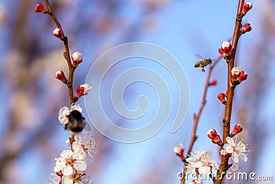 A bee on a fruit tree flower pollinates in early spring. Spring background with copy space Stock Photo