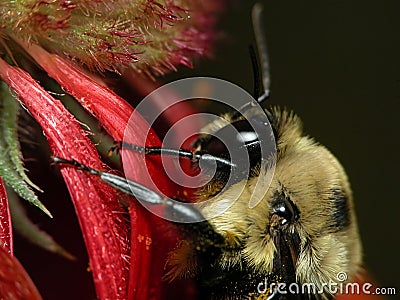 Bee on Gaillardia Stock Photo