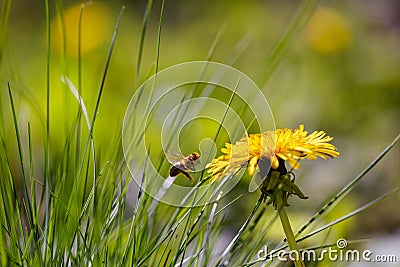 A bee gathering honey. Dandelion flower with a bee. Stock Photo