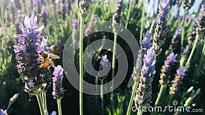 A bee gathers nectar from lavender flowers. Stock Photo