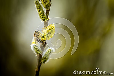 Bee on Goat willow Stock Photo