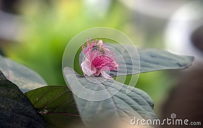 Bee on a guava flower Stock Photo