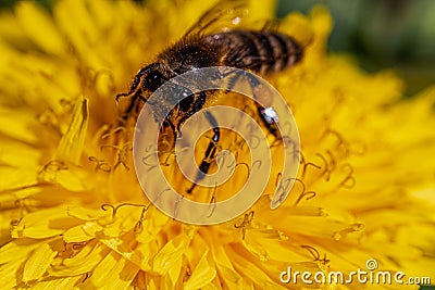 Bee harvesting pollen on a dandelion Stock Photo