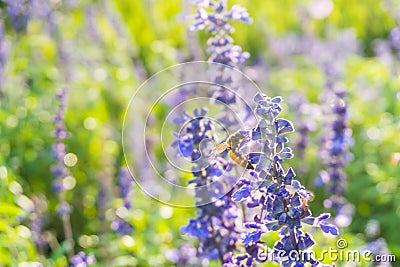 Bee harvesting pollen in lavender field ,Selective focus Stock Photo