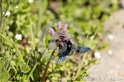 Bee on the Heal-all flower Stock Photo