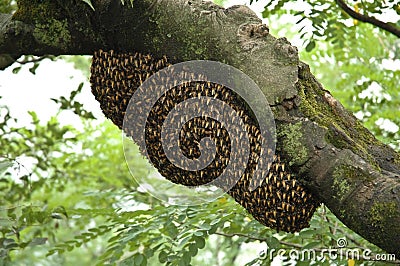 Bee Hive Stock Photo