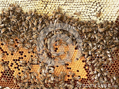 Bee Hive Stock Photo