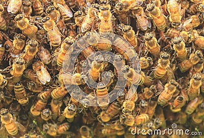 Bee Hive Stock Photo