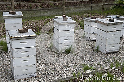 Bee hive box farm Stock Photo