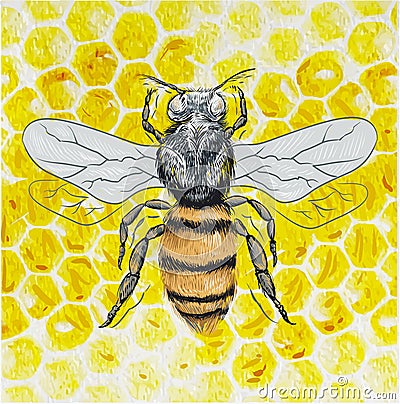 Bee handraw style vector illustration Vector Illustration