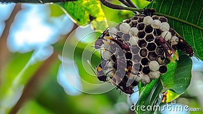 Bee hive hanging on the tree Stock Photo