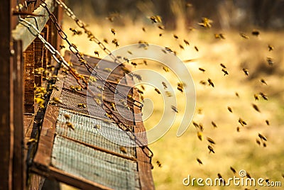 bee hive Stock Photo