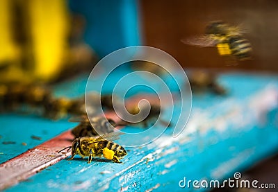 bee hive Stock Photo