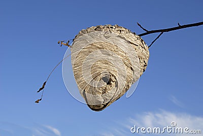 Bee Hive, the real thing Stock Photo