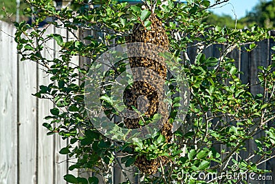 Bee hive on tree Stock Photo