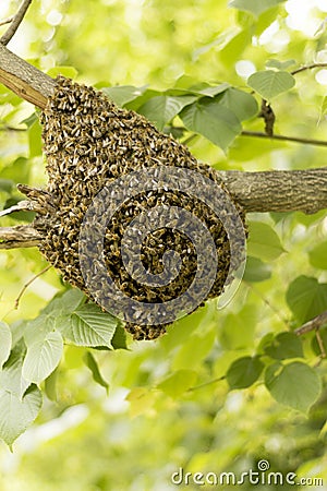 Bee hive swarming on tree Stock Photo