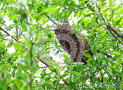 Bee hive in a tree Stock Photo