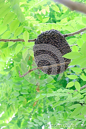 Bee hive on tree Stock Photo