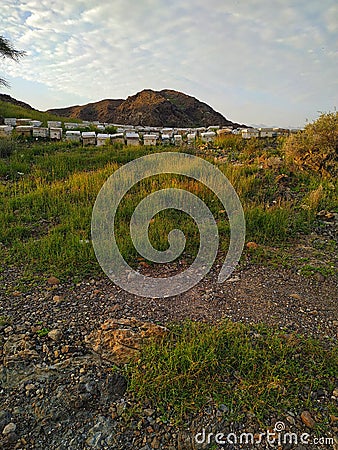 Bee hive white boxes on the mountains of Muscat Stock Photo