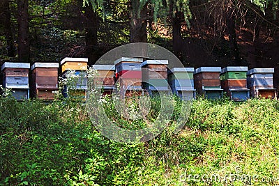 Bee hives Stock Photo