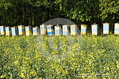 Bee hives Stock Photo