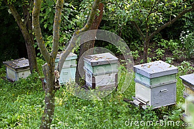 Bee hives Stock Photo