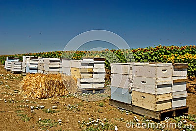 Bee Hives Stock Photo