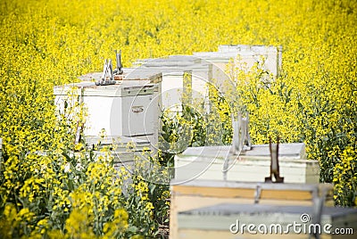 Bee Hives in Canola Stock Photo