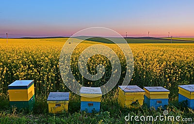 Canola Stock Photo