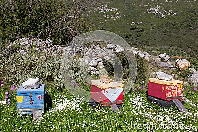 Bee hives Stock Photo