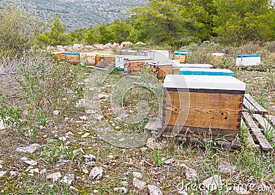 Bee hives in a forest Stock Photo