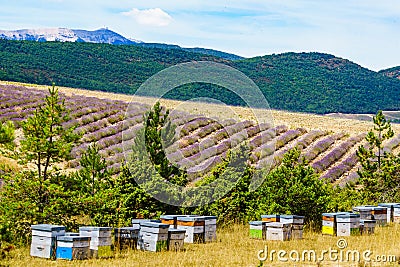 Bee hives at lavender field Stock Photo