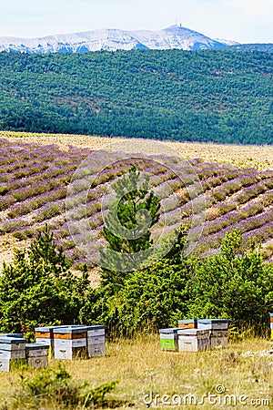 Bee hives at lavender field Stock Photo